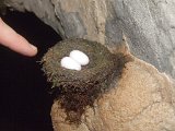 00395-1861 Swiftlets Nest in Lagang Cave - Photo by GKS